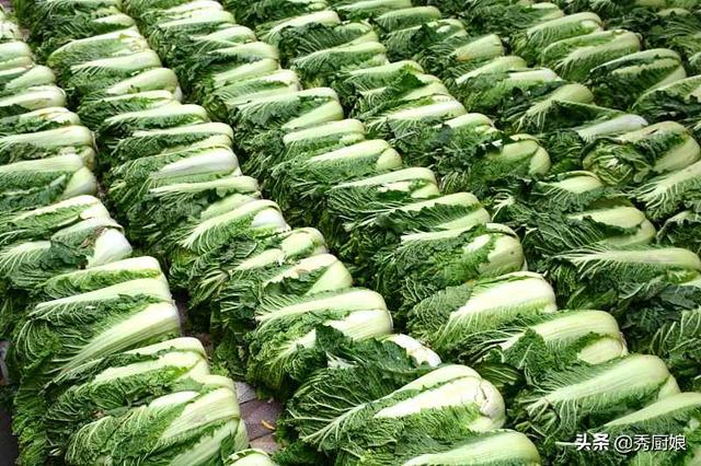 十万公斤白菜储存方法,100万斤白菜的储存方法(2)