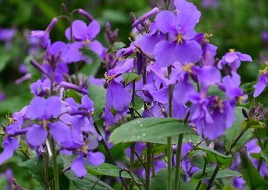 紫罗兰花有几种,紫罗兰花的照片图片(1)