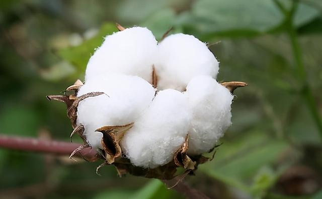 47个棉花品种图片,100种棉花品种(1)