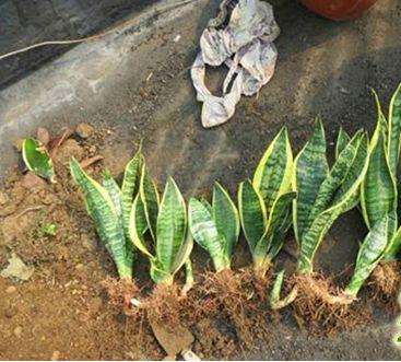虎皮兰种植方法最简单,虎皮兰种植最佳时间(4)