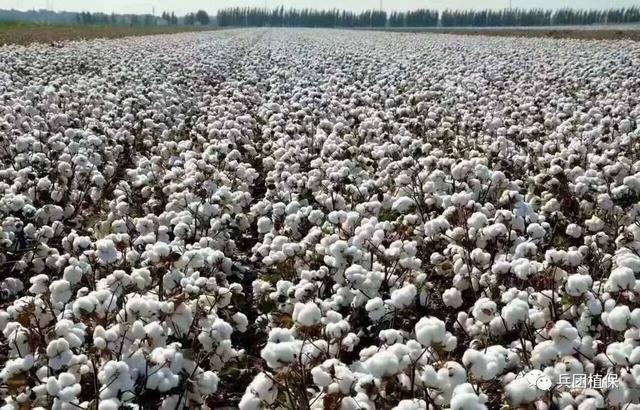 四川盆地种棉花的条件,在四川种棉花什么季节种(2)