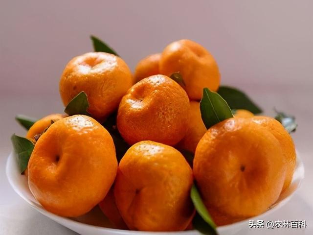 未来最有发展前景十个柑橘品种,前景最好的柑橘品种(3)