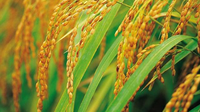 古代的米饭是怎么种出来的,古代的米怎么种出来的(1)