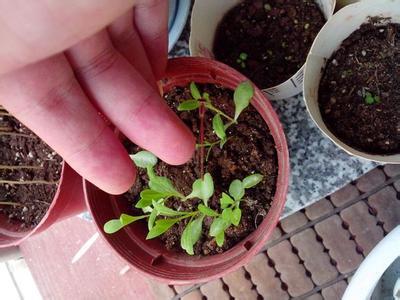 康乃馨种子的催芽方法,康乃馨种子播种方法(4)