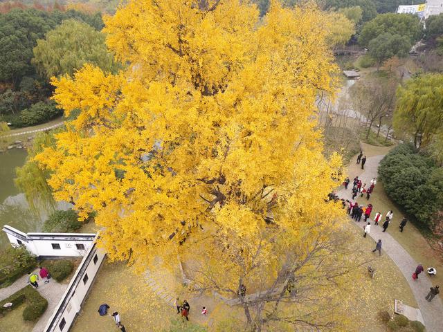 上海市银杏树风景攻略,上海看枫叶和银杏在哪里(2)