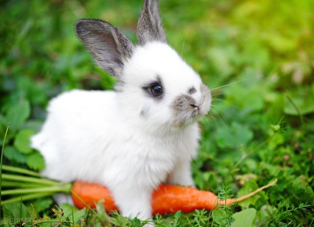兔子皮肤病有几种配图,兔子皮肤病会自愈吗(4)