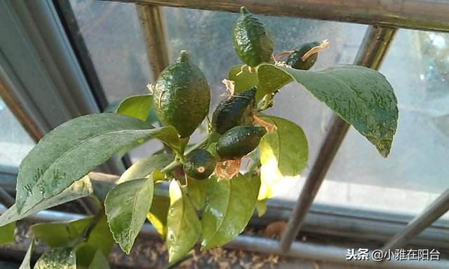 盆栽柠檬的种植方法,家里为什么忌讳养柠檬(1)