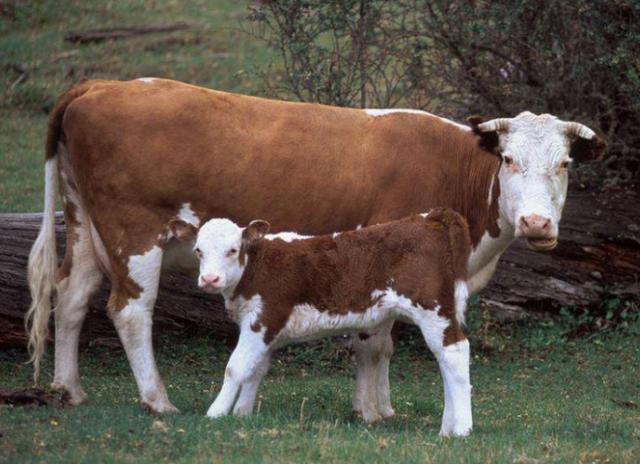 大母牛反复拉稀怎么治,母牛拉稀最好治疗方法(2)