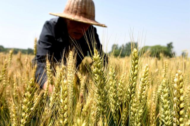 芸苔素在小麦用几次最好,小麦什么时候使用芸苔素最好(1)