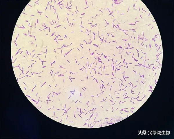 凝结芽孢杆菌介绍,优萌菌治疗什么病(1)