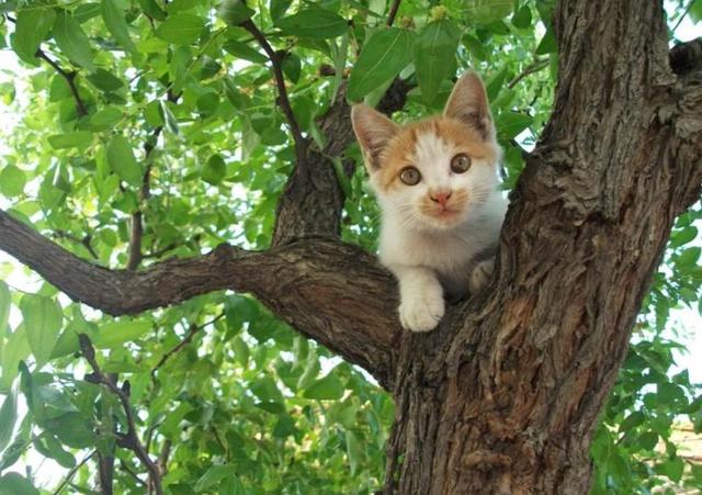 梦见猫在树上好不好,梦见猫暗示什么(1)