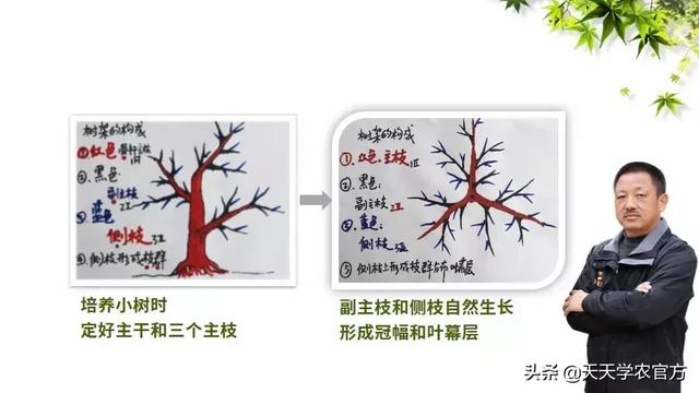 柚子树结果枝培养,已经结果的柚子树需要剪枝(1)