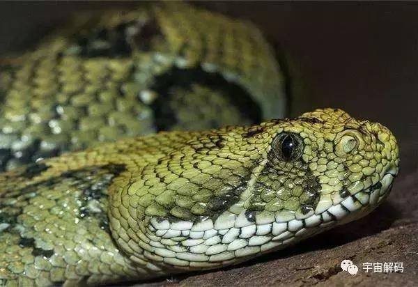 什么蛇最贵,中国最贵的蛇是什么蛇(5)