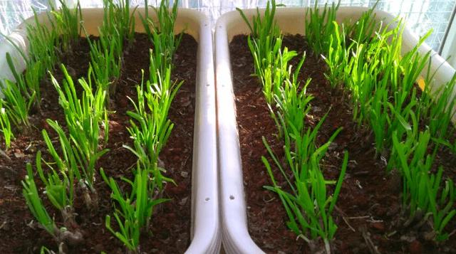 在盆中种韭菜根的正确方法,韭菜根种植最简单方法(3)