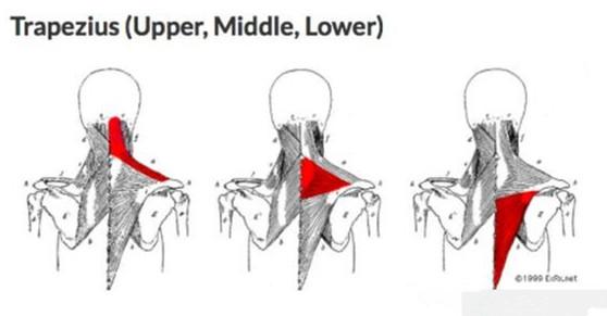 斜方肌中束和下束的训练方法,锻炼斜方肌下束示意图(2)
