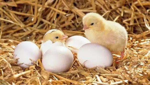 刚孵化的鸡苗怎么长大,鸡苗快速长大方法(1)