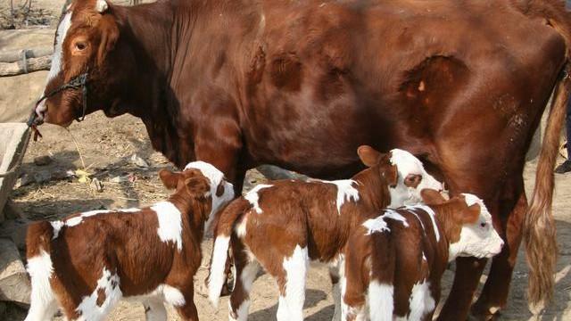 母牛快生产的征兆,母牛生产前十几天有什么征兆(4)