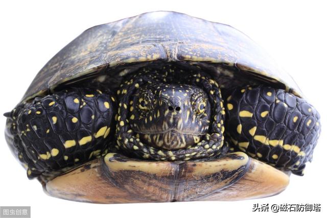 陆龟寿命为什么长,陆龟为什么能活那么久(4)