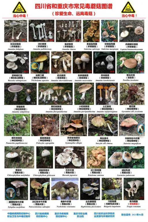 100种蘑菇图解,50种蘑菇大全(5)