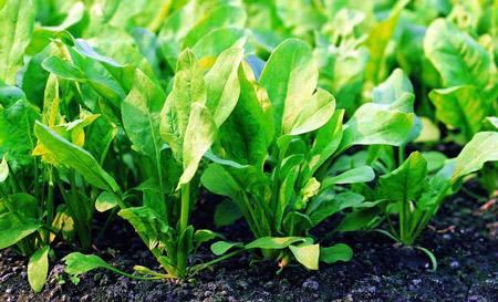菠菜种植技术最好方法,种菠菜用什么肥料最佳(2)
