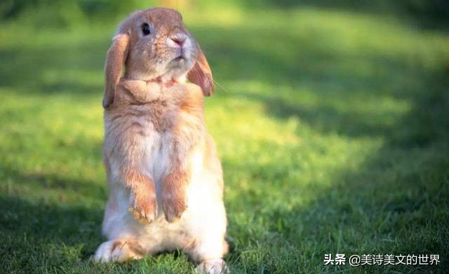 你知道兔子为什么不吃窝边草吗,兔子为什么不吃窝边草隐含意义(4)