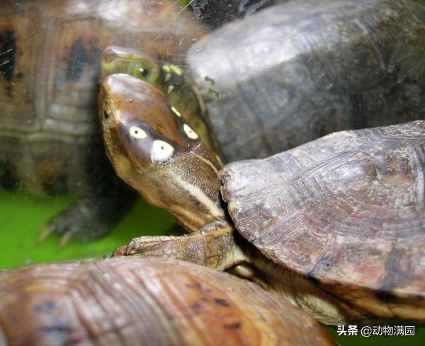 四眼斑水龟是顶级龟吗,眼斑水龟丑吗(1)