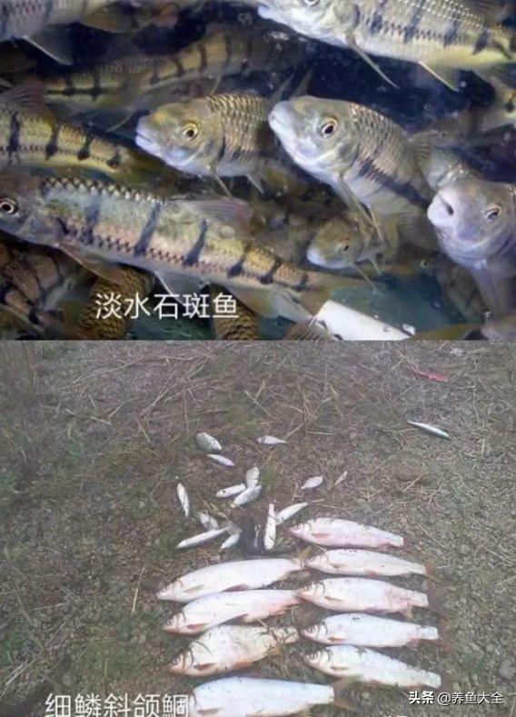 鱼池吃青苔最厉害的鱼,青苔最怕的克星(5)