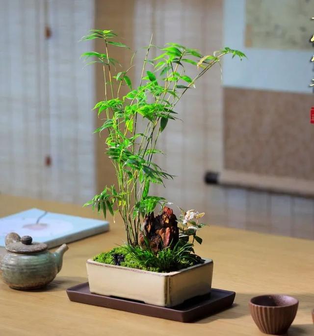 米竹盆景的养护方法,室内米竹的养殖方法(3)