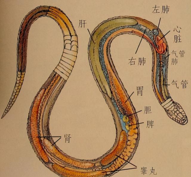 属蛇的寿命有多长死于什么病,属蛇的人大多数能活到多少岁(4)