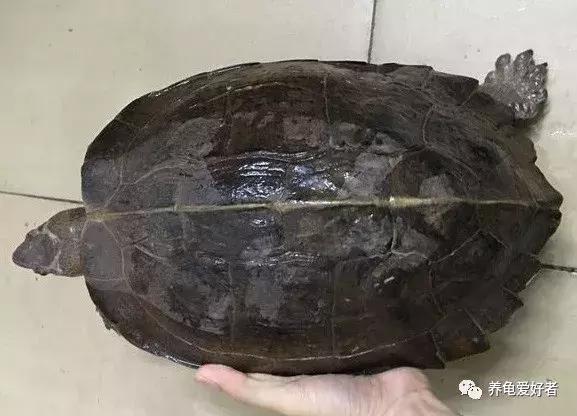 黄头龟一年能长多少厘米,黄头龟最大多大(3)