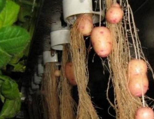 土豆无土栽培新法,水培土豆种植方法(2)