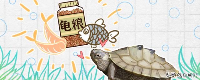 地图龟的饲养方法图解,地图龟怎么养长得快(1)