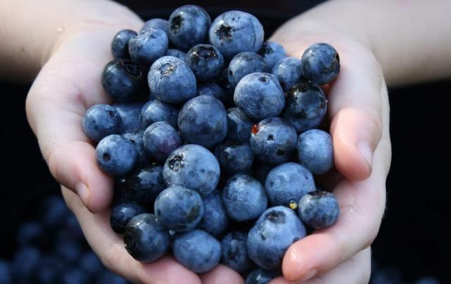蓝莓干泡水喝的八大禁忌,吃蓝莓7大禁忌(1)