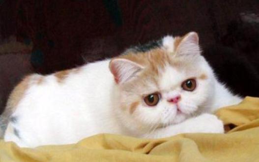 拿破仑猫和布偶猫配出来什么样,拿破仑猫和英短配出什么(4)