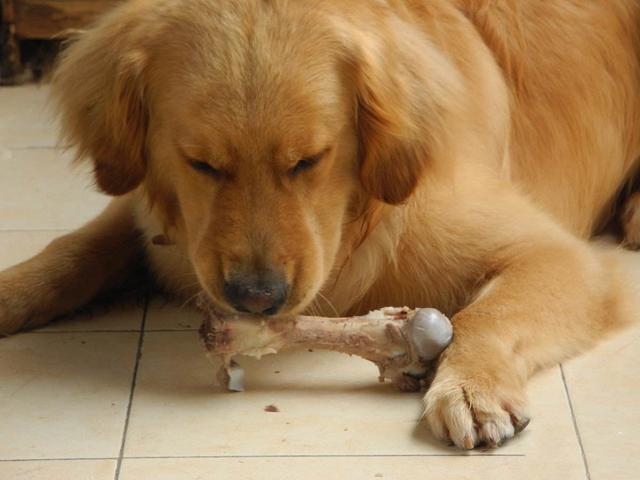 犬肠做法,狗肠的10种吃法(1)