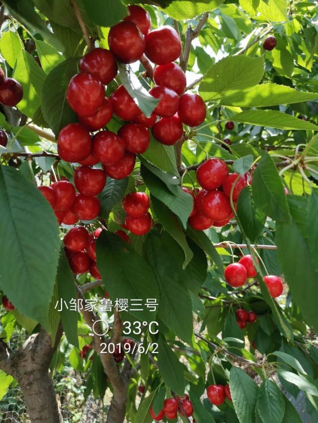 鲁樱3号樱桃品种的优缺点,俄罗斯8号大樱桃缺点(4)