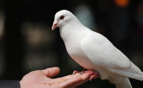 鸽笼养鸽子繁殖快吗,鸽子笼养和散养哪个繁殖快(5)