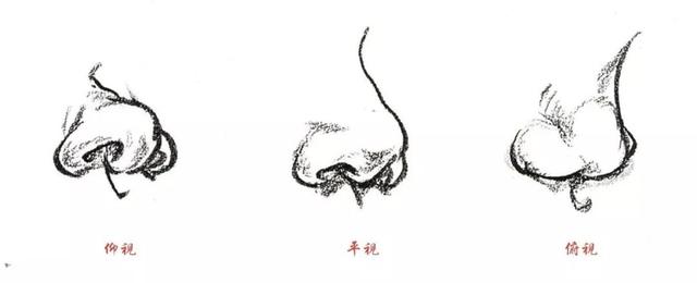 素描鼻子的画法,素描鼻子的画法图解(6)