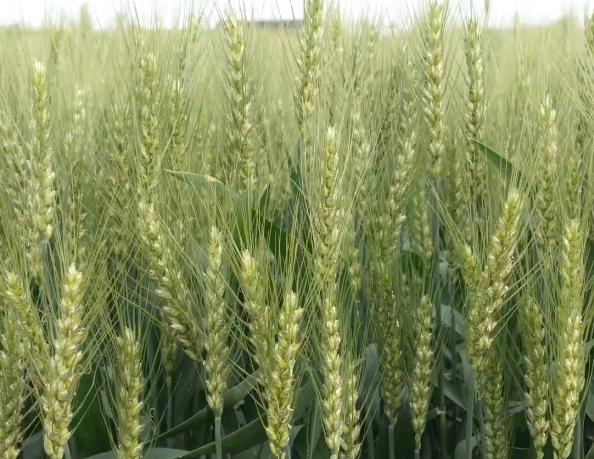 小麦打了芸苔素多久见效,芸苔素打小麦几次最好(5)