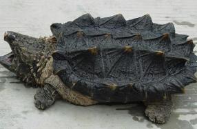 黄头侧颈龟寿命一般有多少年,养一个黄头侧颈龟判几年(6)