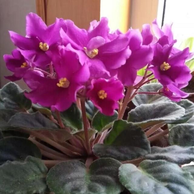 紫罗兰花图片,正宗的紫罗兰盆栽(2)