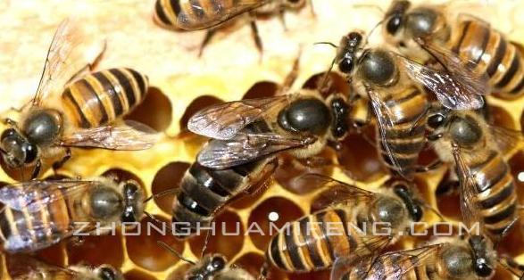 中华养蜂杂志,城市养蜂品种论坛(2)