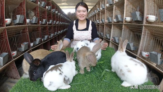 大量兔子容易养吗,养兔子太麻烦不想养了(2)
