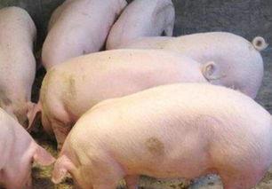 猪呕吐黏液的原因及治疗方法,猪吃食后呕吐带白粘液是怎么了(3)
