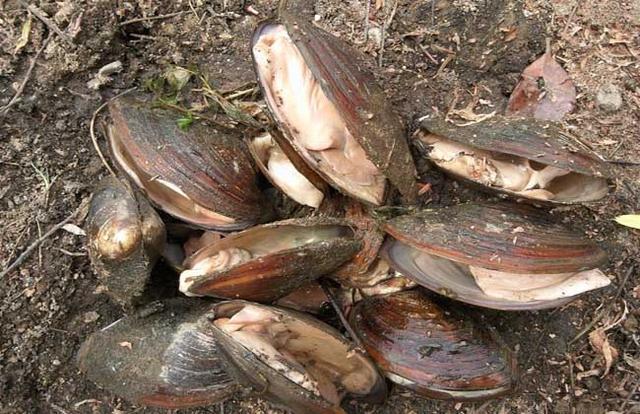河蚌怎么养殖长得快,河蚌养殖怎么快速长大(5)