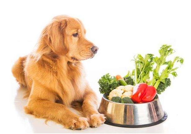 狗狗不能吃的十种蔬菜,狗狗最怕的七种食物(1)