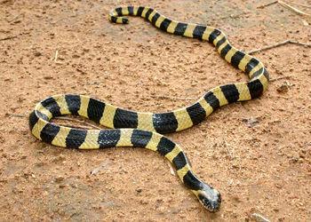 什么样的蛇是佛蛇,蛇一般是什么蛇(3)