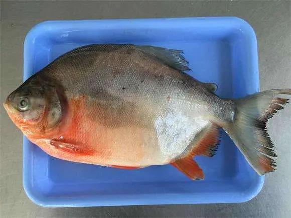 红鲳鱼好不好吃,淡水红鲳鱼好吃吗(3)