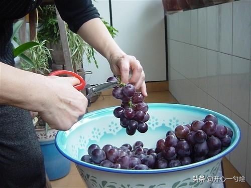 葡萄浆是用葡萄做的,青葡萄可以做葡萄浆吗(2)