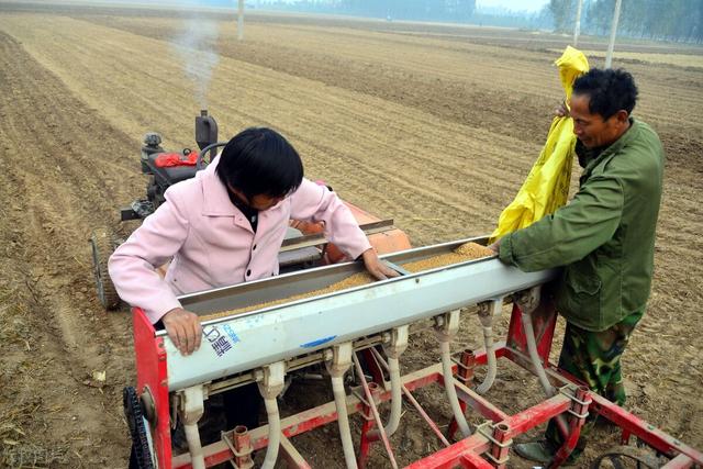 关中今年推广小麦品种,陕西关中地区小麦新品种(3)